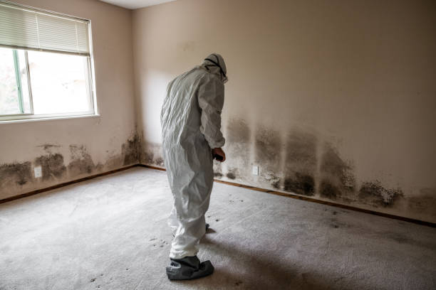 Best Black Mold Removal  in Prieville, NC