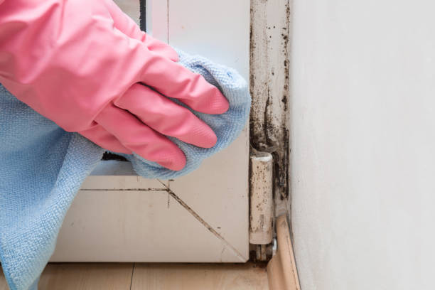 Best Same-Day Mold Removal  in Prieville, NC